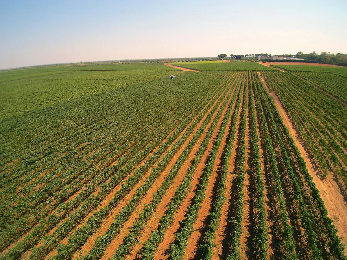 San Pancrazio Vinmarker